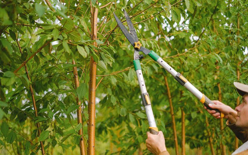 Tree trimming in Walton, WV